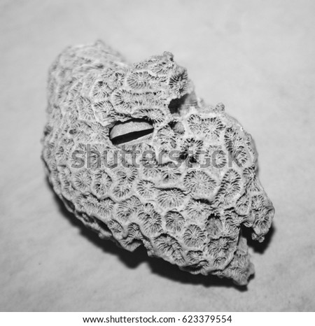 A black and white photograph of a chunk of coral. This photo was taken in Brisbane, Australia. 