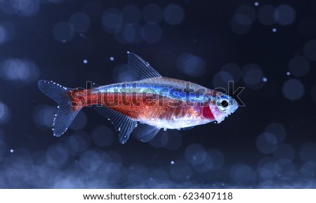 Aquarium fish, neon