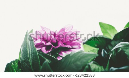 Purple Blooming Flower Colorful Blossom With Green Leaves Close Up