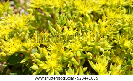 flowering goldmoss stonecrop (Sedum acre) with an ant