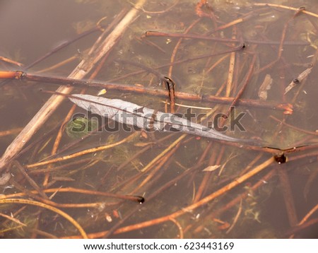 A Leaf Under the Surface of A River with Twigs Underneath Also, and in Day light in Spring on A Cloudy Day Submerged