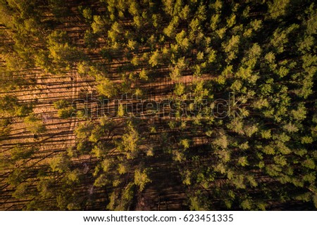 Beautiful top view photo of the sunset in pine forest. Aerial view. From above. Picture taken using the copter.
