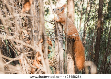 Cute red squirrel, spring forest, wild nature animal