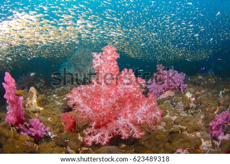 Coral and baitfish