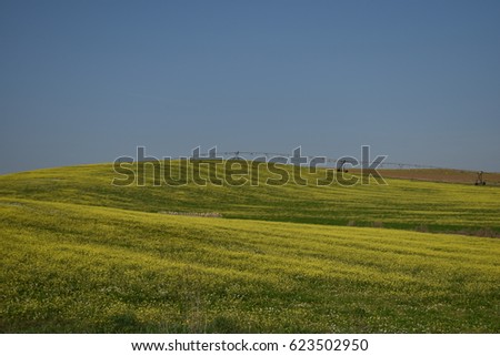 Rural landscape with yellow marigolds/marigold fields