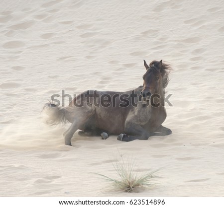 The Arabian stallion rolls over the sand
