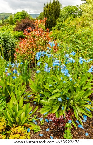 Meconopsis, Lingholm, blue poppies in the garden