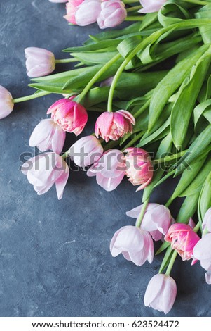  Pink tulips on gray abstract background. 