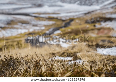 Nature in Iceland focused on grey grass in front of the photo