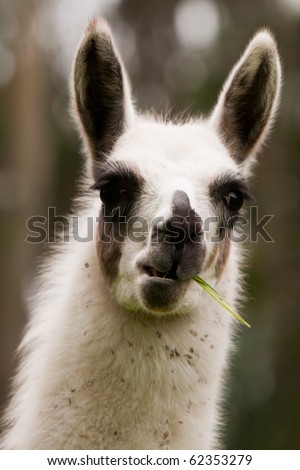 A close-up of a fluffy llama's face, native to South America and often found in Peru, with its Andean heritage evident in its features.