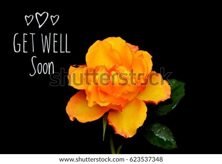 Rose flower/ photo with caption