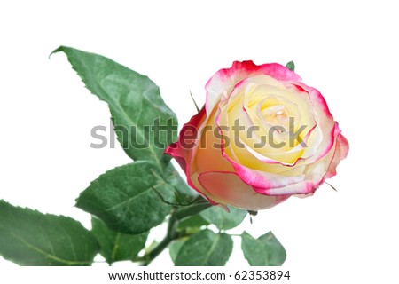 One beautiful rose isolated on white background