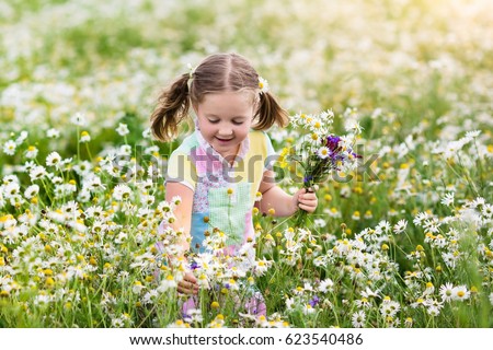 Child playing in daisy field. Girl picking fresh flowers in daisies meadow on sunny summer day. Kids play outdoors. Children explore nature. Little girl with flower bouquet for mother day or birthday.