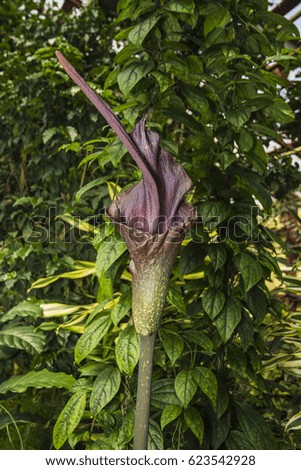 huge dark foliage flower, calla lilies