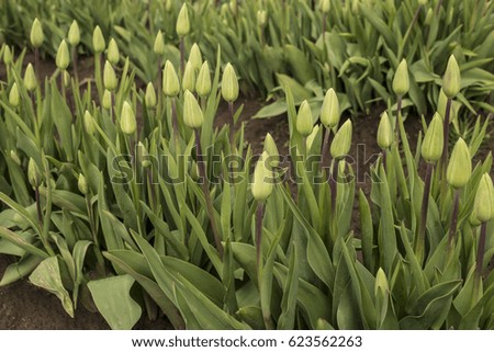 Close Up Rows of Closed Bud Tulips Green Stems/Leaves, Rich Soil, No Sky, No People, Daytime - Wooden Shoe Tulip Farm, Oregon (HDR Image)