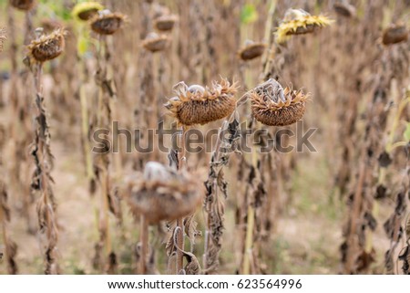 Dry sunflower