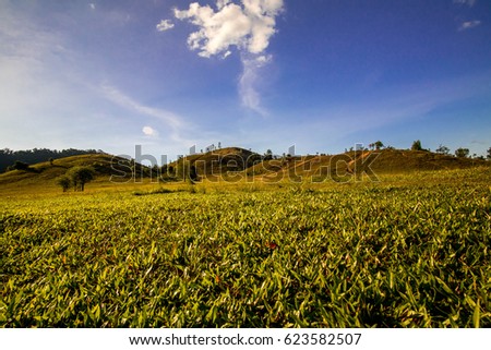 The grass mountain people of Ranong is called "Khao lon head" or ghost Hill away from the town of Ranong is only 13 km to just drive the car prior to the clearly visible along the road in Ranong,