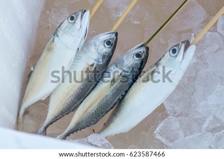 Black snake mackerel Nealotus tripes; Blacksail snake mackerel Thyrsitoides marleyi; Snake Gempylus serpens; Platu Thaishort-bodied mackerel, Indo-Pacific mackerel