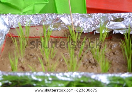 growth step of paddy seed display for public by agricultured department of Malaysia 