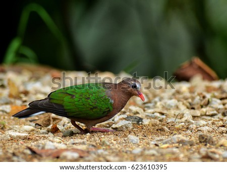Emerald Dove (Chalcophaps indica) or Green Pigeon search for seeds on ground