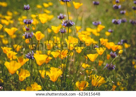 Yellow and purple flowers in bloom