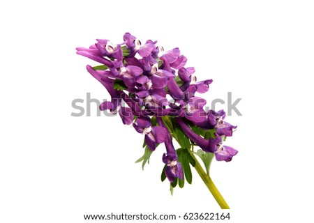 Early spring flowers isolated on white background.