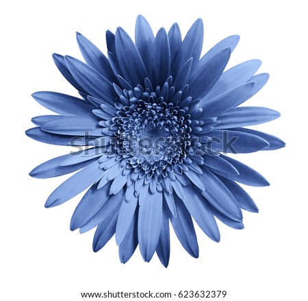 Blue gerbera flower on white isolated background