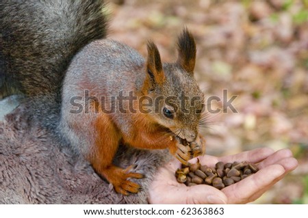 Cute small red squirrel eat nuts from hand	 	 	 	 	 	 	 	