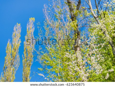 Two high lombardy poplars in the blue sky.