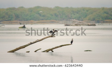 Double-crested Cormorants near the mouth of the Eel River in Humboldt County, CA. 