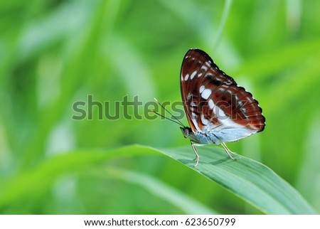 Butterfly from the Taiwan ((Athyma selenophora)Small three-line tape butterfly Royalty-Free Stock Photo #623650799