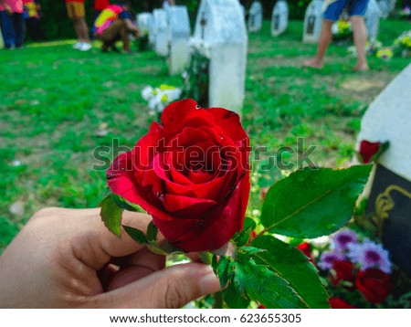 Beautiful red rose flower in cemetery