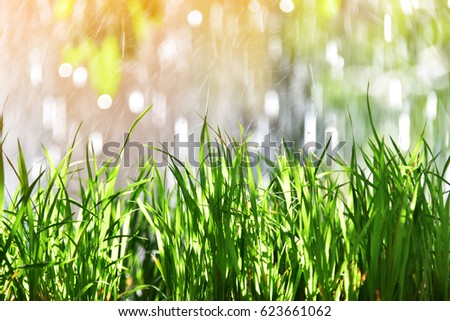 rice plant and bokeh raining at sunny day. Subject is blurred
