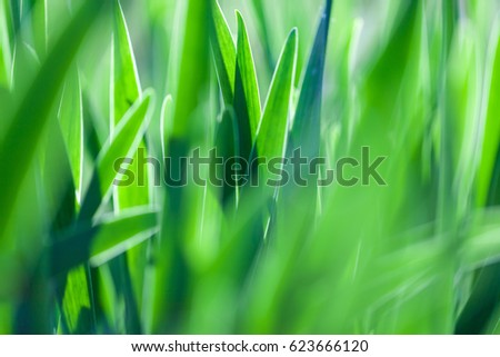 Green grass soft focus macro photo. Shallow DOF.