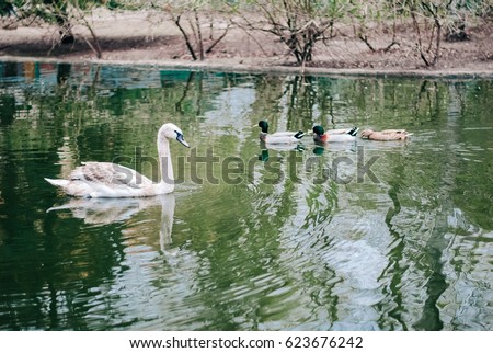 Waterfowl on the water