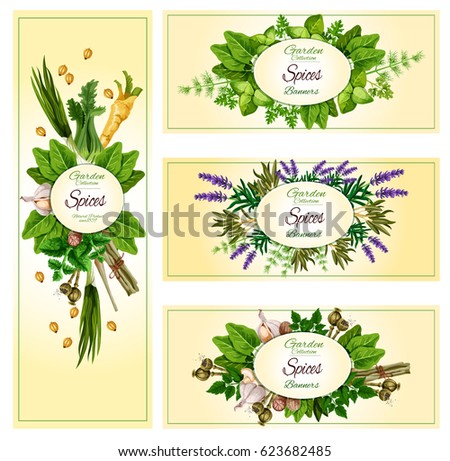 Herbs and spices vector banner set. Garden basil, dill and parsley dressing, spicy ginger, arugula and thyme condiments. Aroma lavender and rosemary grass, cinnamon, vanilla and peppermint or oregano