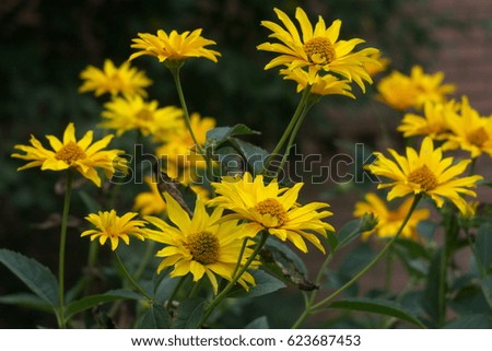 Marigold yellow, flower petals , calendula flower in garden.