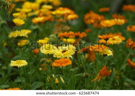 Marigold yellow, flower petals , calendula flower in garden.