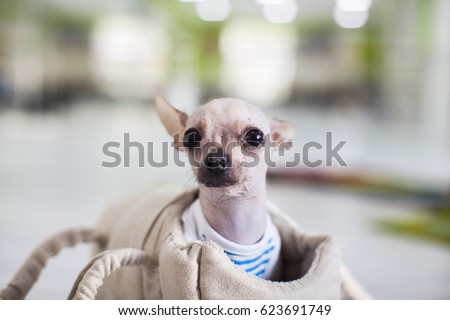 picture of a funny looking dog 