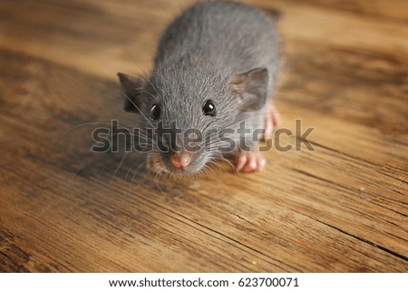 Cute funny rat on wooden background, closeup