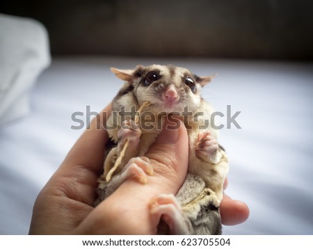 Close up of cute Sugar Glider being hold in hand.