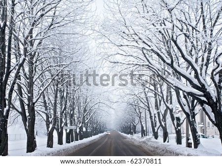 Picture of grey frozen trees and winter urban road