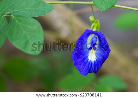 Clitoria ternatea, Butterfly pea, flower