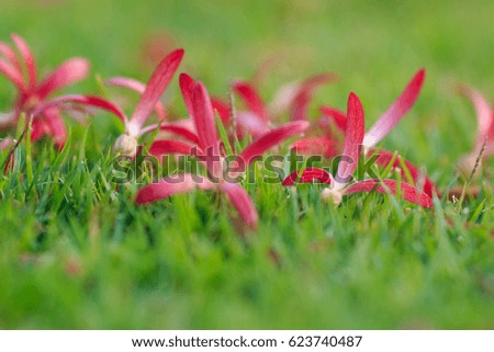Dispersion wing seed on fresh green grass with    blurry background