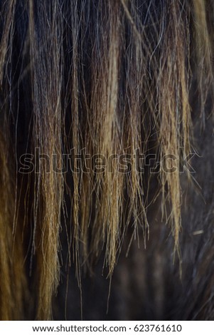 close up of horsehair for background