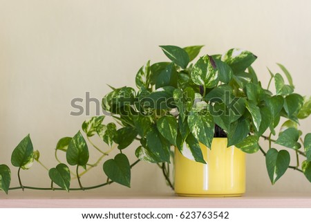 Green leaves of the Potos plant in a yellow ceramic pot on a shelf. Royalty-Free Stock Photo #623763542