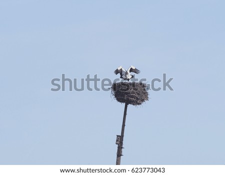 Storks make love in the nest