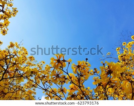 Tebebuia chrysantha Nichols yellow flower on sky background, Textures.