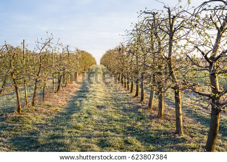 Orchard at the cold spring morning.  Royalty-Free Stock Photo #623807384