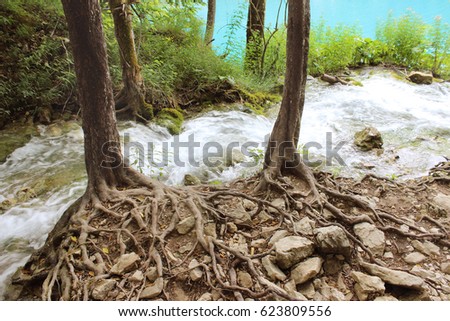 the rapid flow of the brook runs between the roots of relict trees of Plitvice lakes